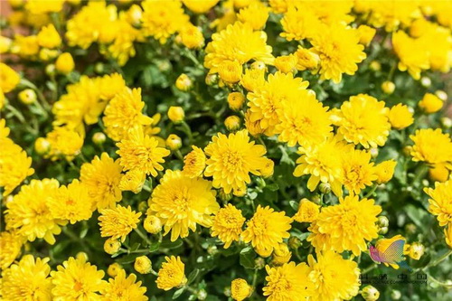 赏菊花 赏菊花
