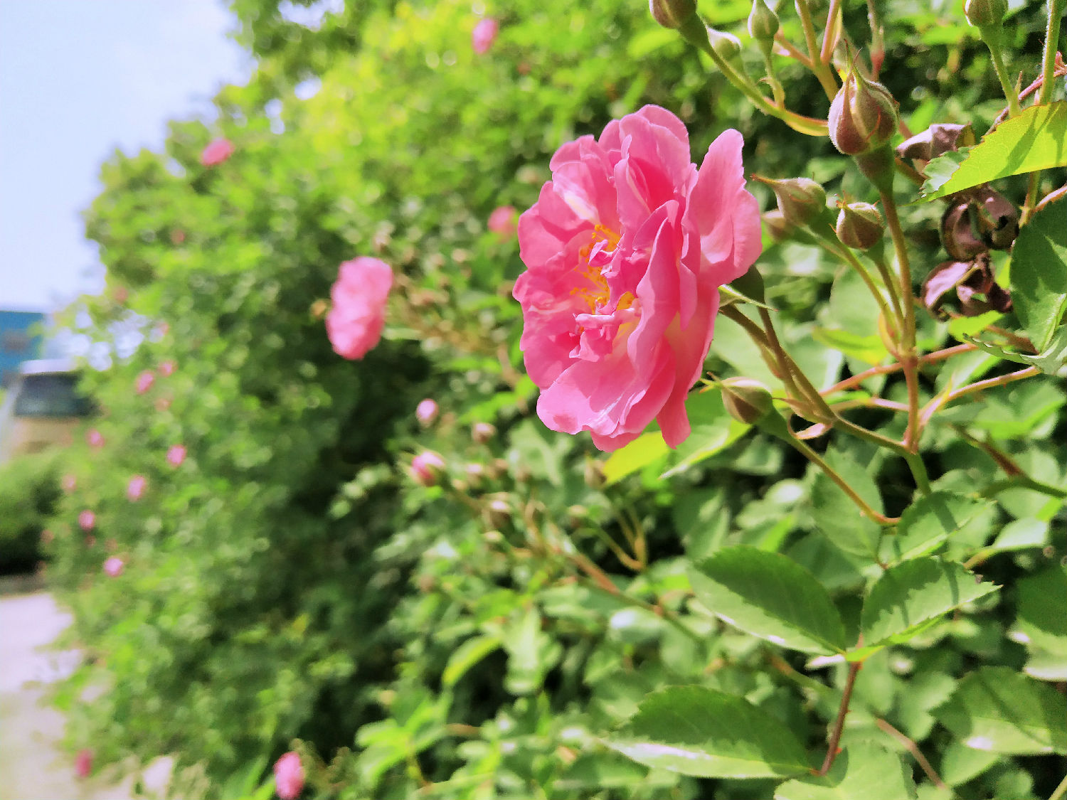 花3.jpg